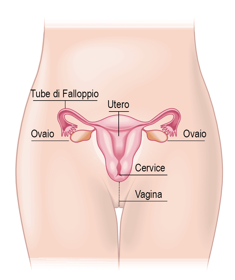 Apparato riproduttore femminile schema