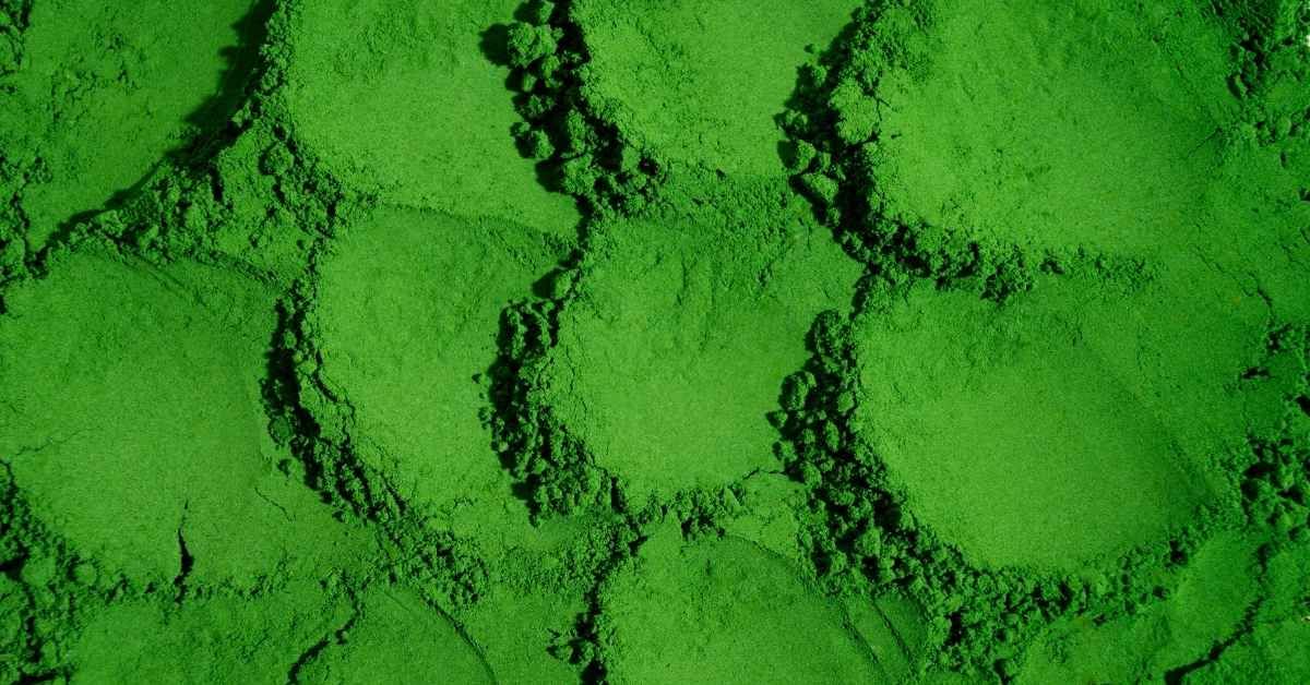 Benefici della spirulina