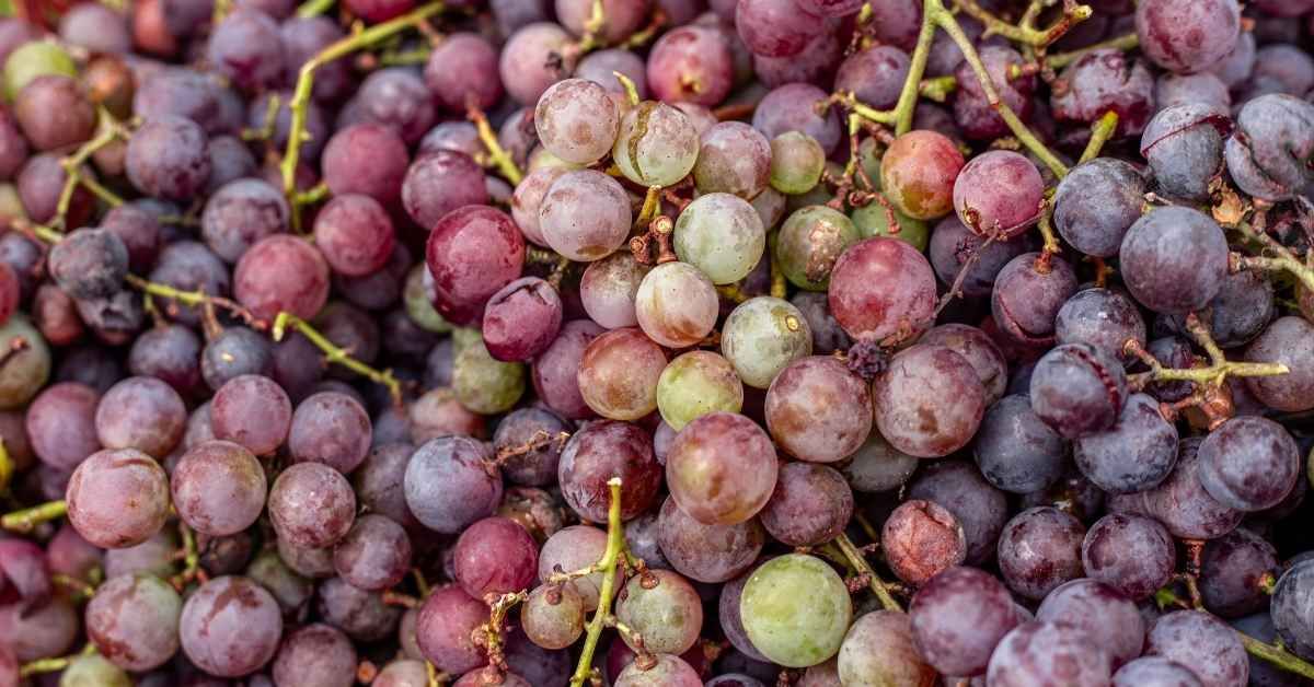 Benefici e controindicazioni dell'uva: l'uva fa ingrassare?