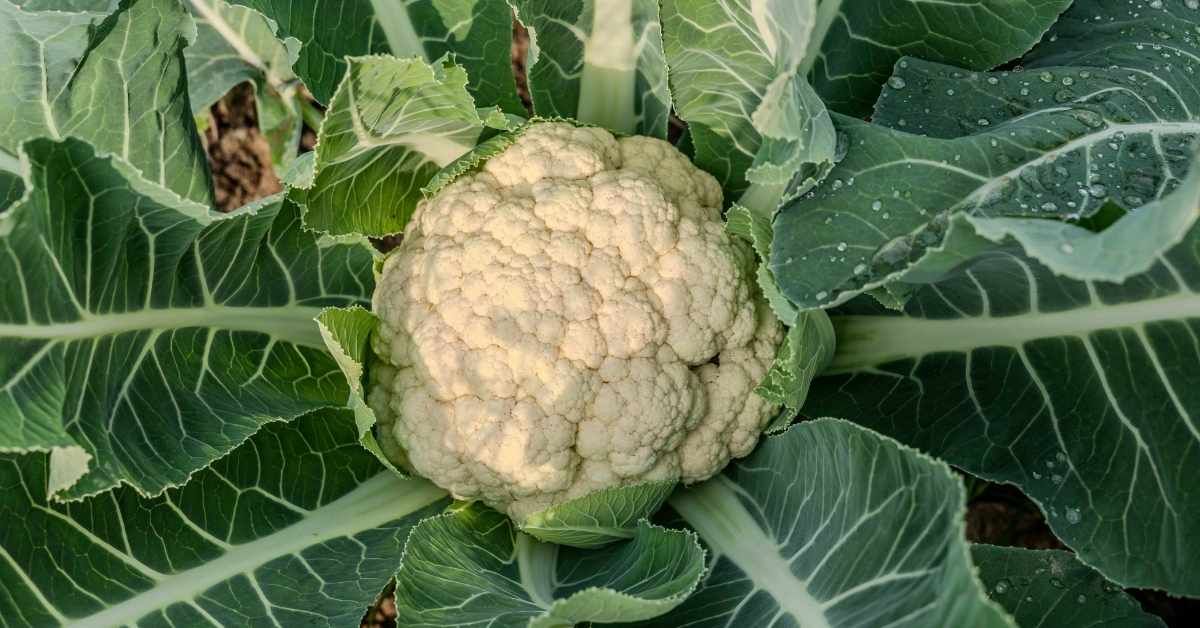 Proprietà del cavolfiore