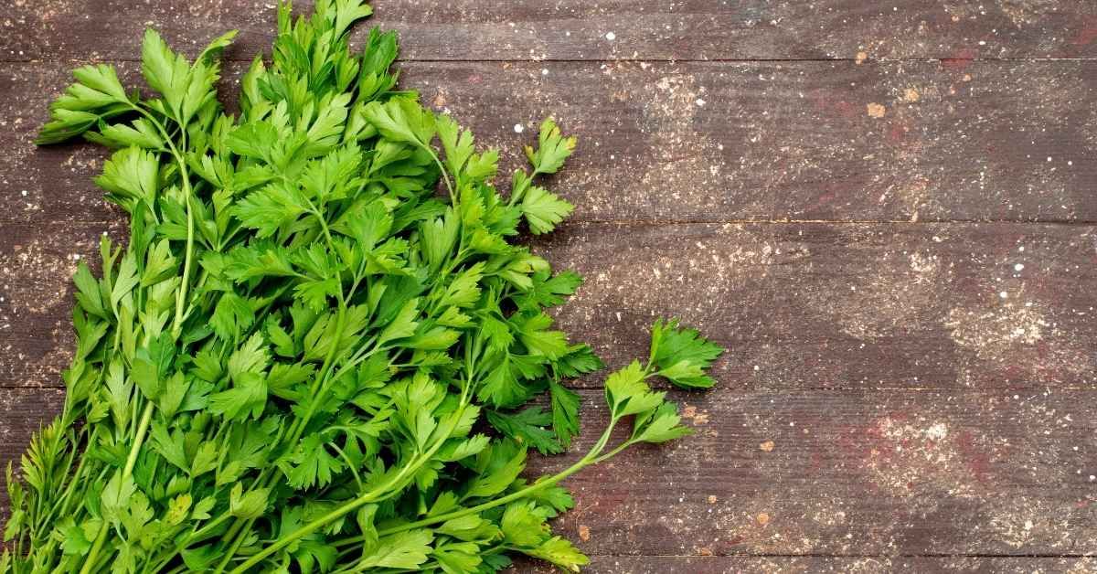 Proprietà del prezzemolo