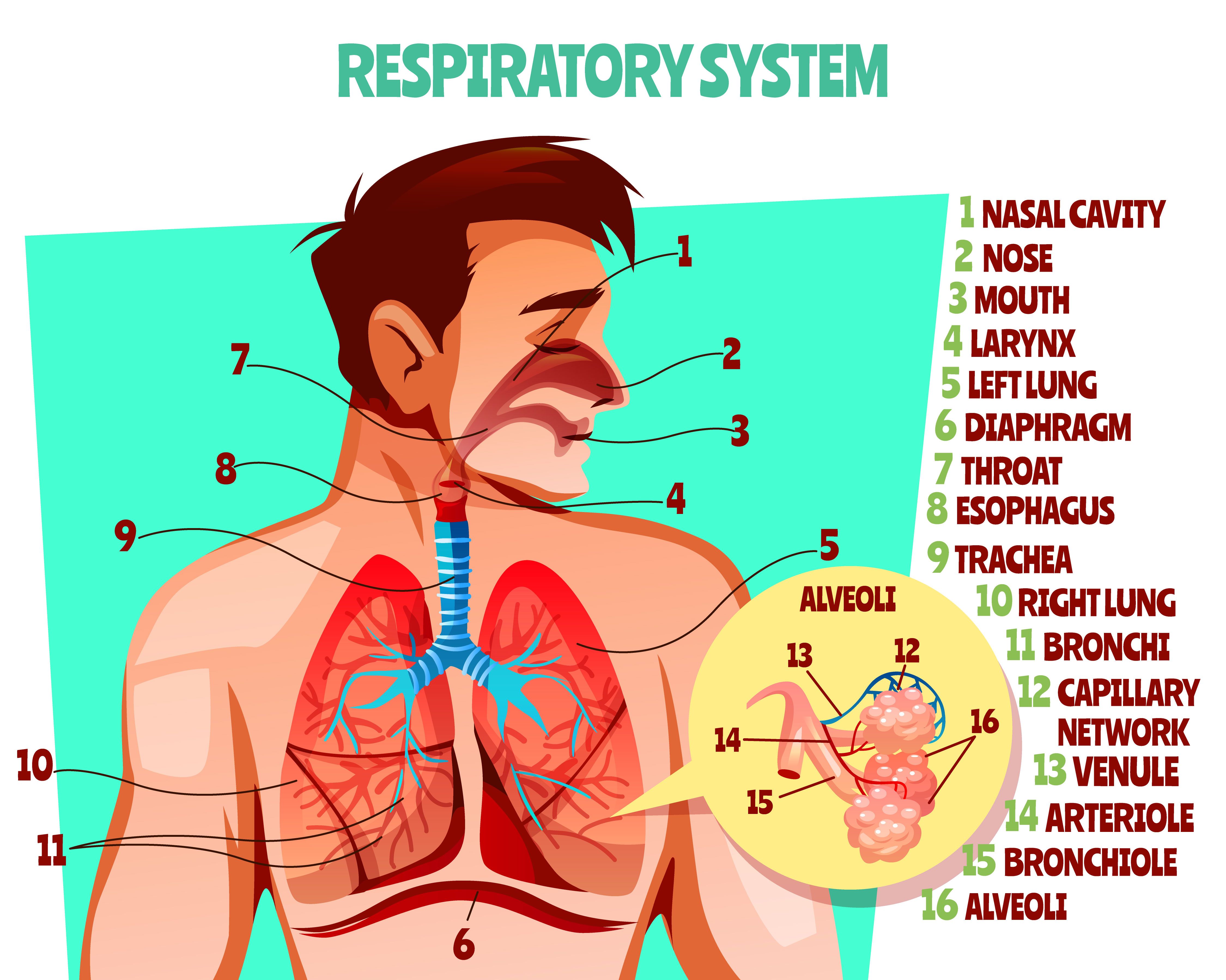 Schema apparato respiratorio
