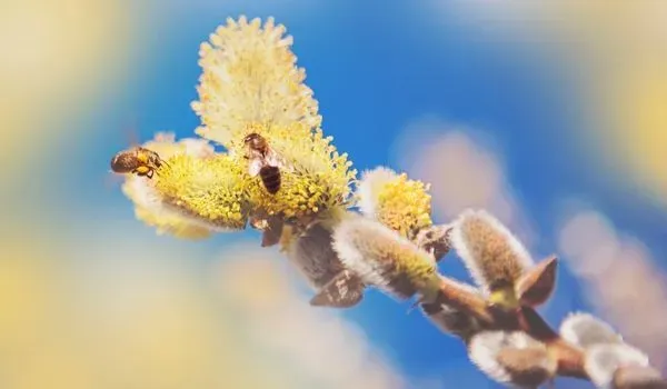 allergia al polline