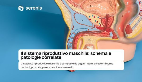Modello Anatomico Sistema Riproduttivo Maschile In Miniatura – PVC – 16x12 Cm