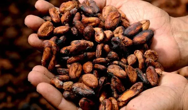 cacao