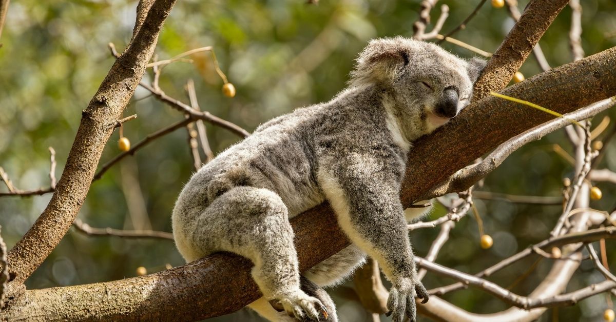cosa mangiare prima di dormire
