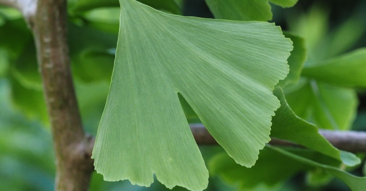ginkgo biloba