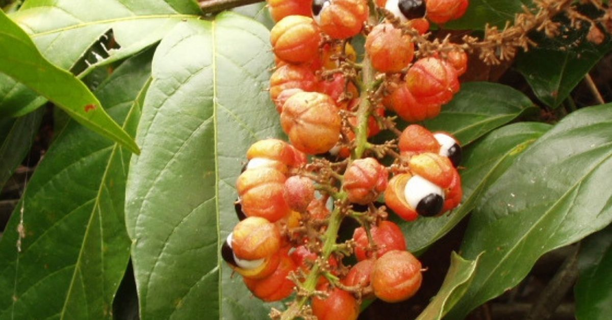 guarana