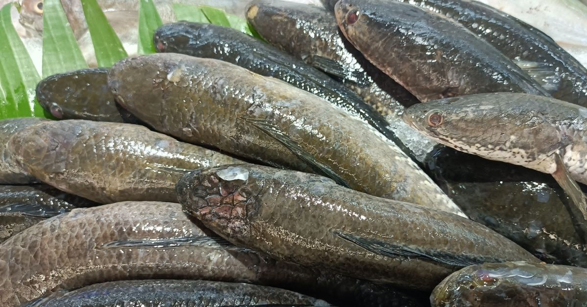 intossicazione alimentare in gravidanza