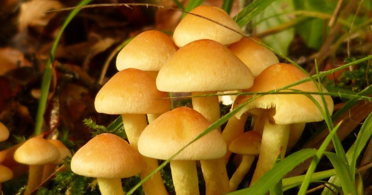 intossicazione da funghi