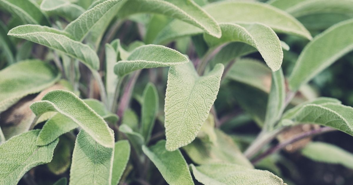 salvia