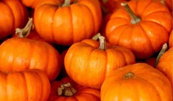 zucca