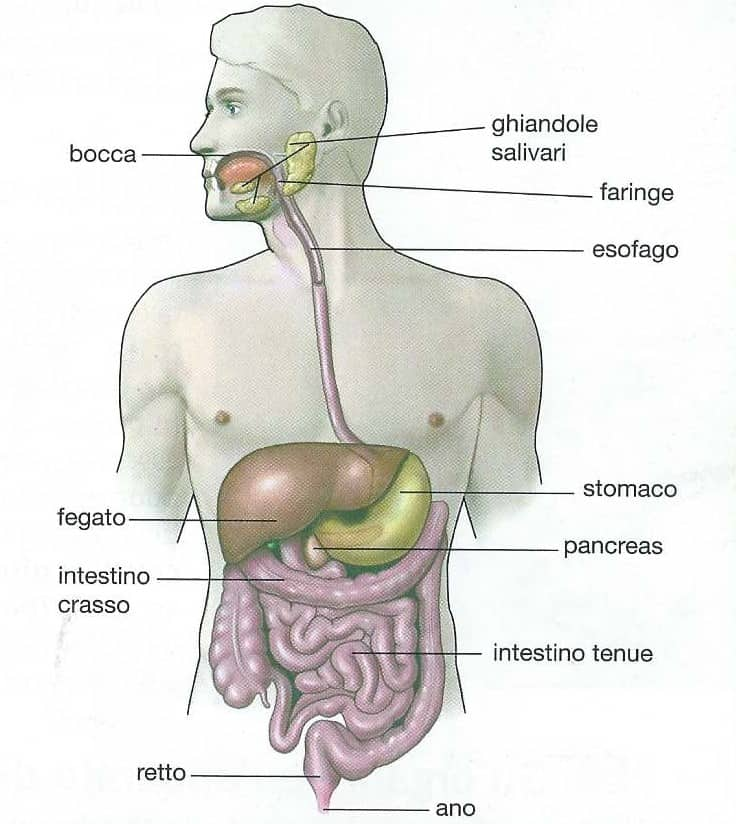 Apparato digerente schema